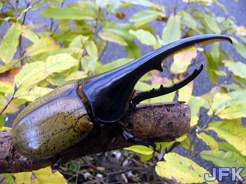 クワガタとカブト観察日記 ドルクスショップＪＦＫ